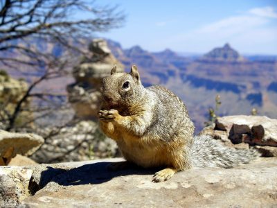 Squirrel-Park-Grand-Canyon