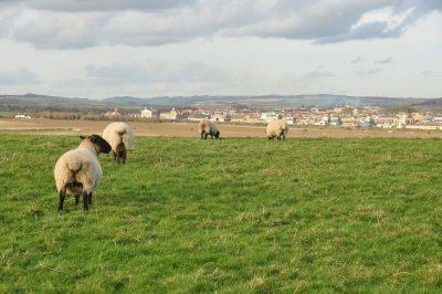 Sheep_in_Maiden_Castle