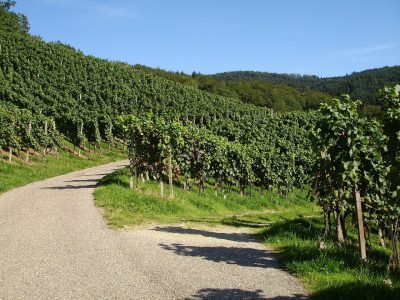 Pfalz_Radfahrer-Gleisweiler