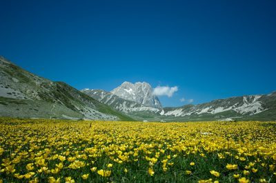 Yellow_flowers_at_Campo_Imperatore